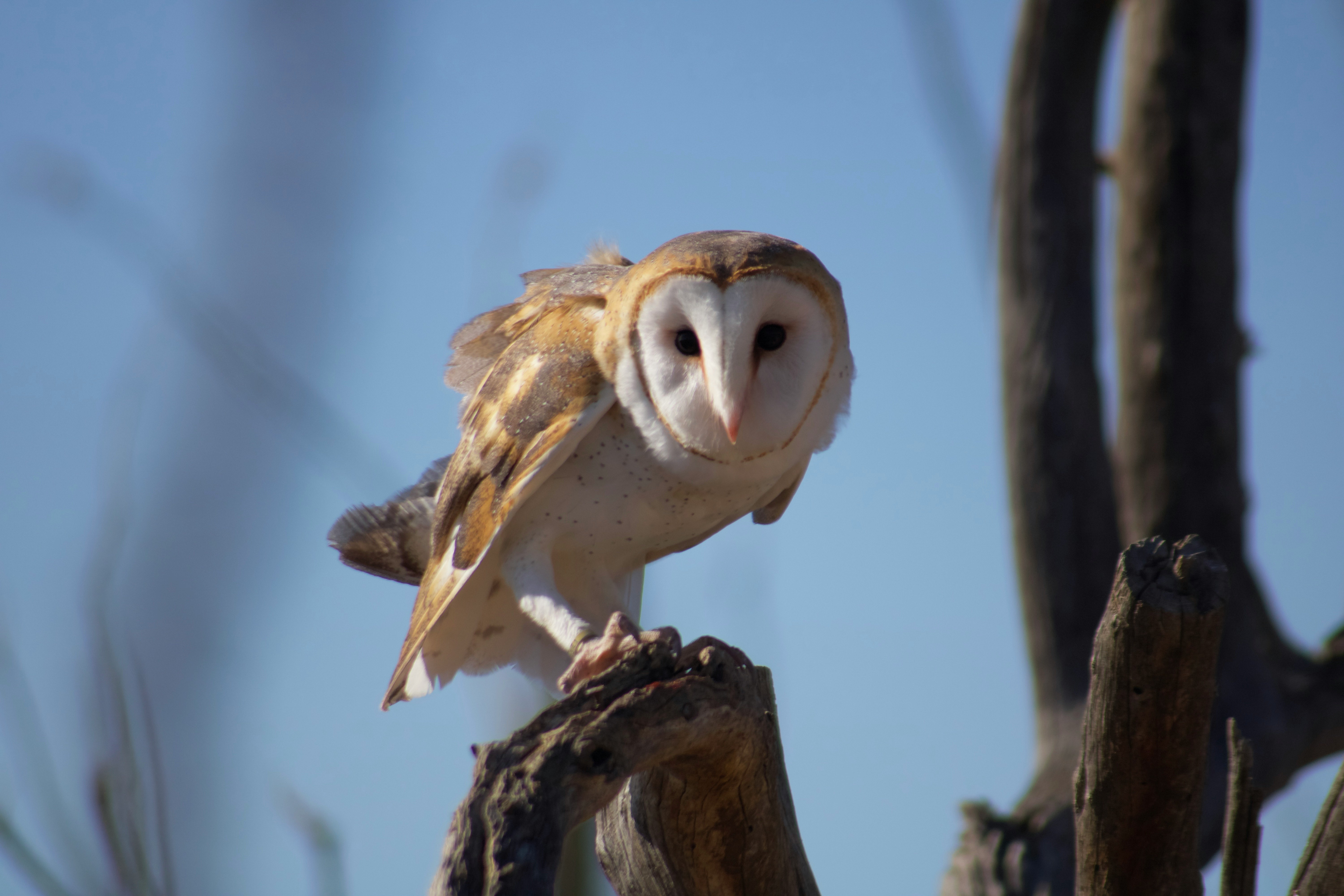 snow owl perched on trunk during daytime